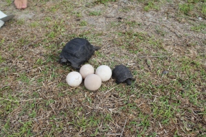 The intact eggs we found in the hatched nest, and the two babies we found that day.